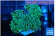 Euphyllia paradivisa green sunset 4-7 cm WYSIWYG acclimaté