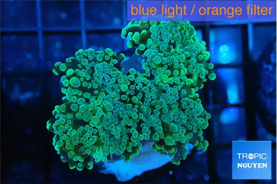 Euphyllia paradivisa green sunset 4-7 cm WYSIWYG acclimaté