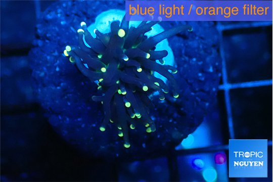 Euphyllia glabrescens joker golden tip 2-4 cm WYSIWYG acclimaté