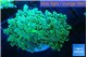 Euphyllia paradivisa green sunset 4-7 cm WYSIWYG acclimaté