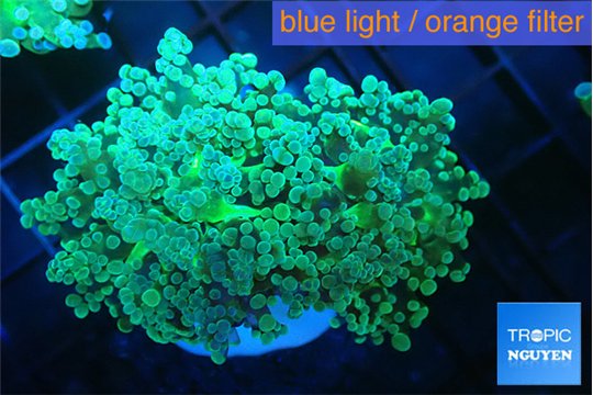 Euphyllia paradivisa green sunset 4-7 cm WYSIWYG acclimaté