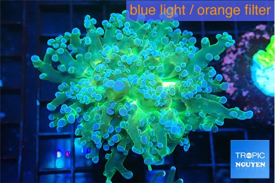 Euphyllia paradivisa green sunset 3-6 cm WYSIWYG acclimaté