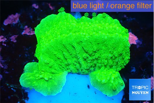 Montipora green cap 2-4 cm WYSIWYG acclimaté
