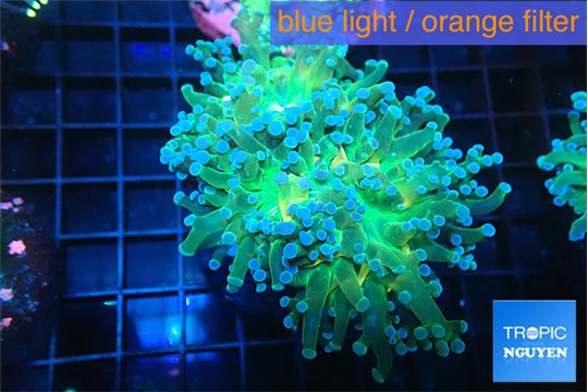 Euphyllia paradivisa green sunset 4-7 cm WYSIWYG acclimaté