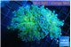Euphyllia paradivisa green sunset 4-7 cm WYSIWYG acclimaté