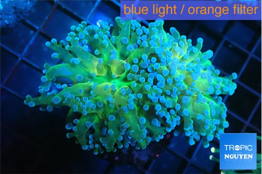 Euphyllia paradivisa green sunset 4-7 cm WYSIWYG acclimaté