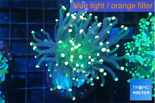 Euphyllia glabrescens green & pink tip 3-5 cm WYSIWYG acclimaté