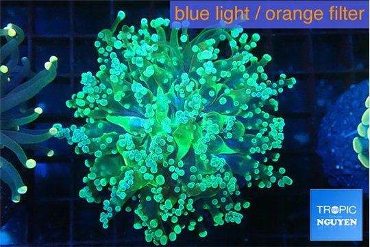 Euphyllia paradivisa green sunset 4-7 cm WYSIWYG acclimaté