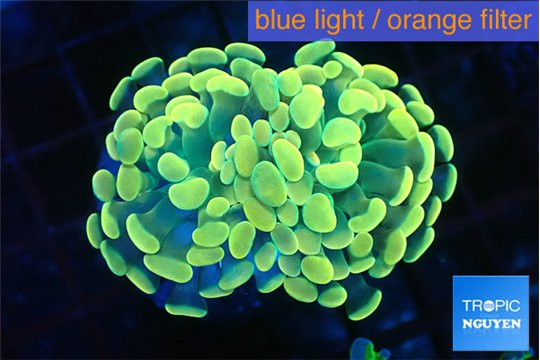 Euphyllia paraancora golden 3-6 cm WYSIWYG acclimaté