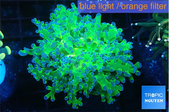 Euphyllia yayaemaensis green & purple tip 4-8 cm WYSIWYG acclimaté