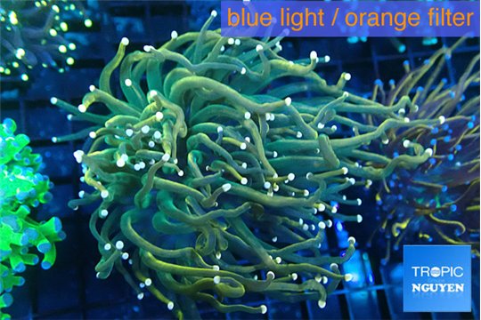 Euphyllia glabrescen green gold pink tip 5-7 cm WYSIWYG acclimaté