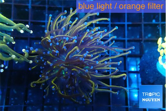 Euphyllia glabrescens 24k 4-7 cm WYSIWYG acclimaté