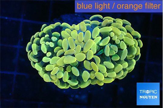 Euphyllia paraancora golden 3-6 cm WYSIWYG acclimaté