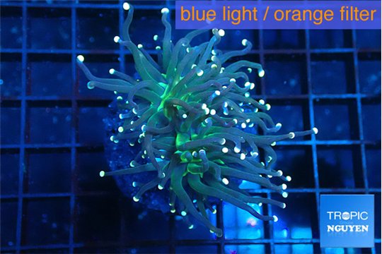 Euphyllia glabrescens joker golden tip 4-6 cm WYSIWYG acclimaté