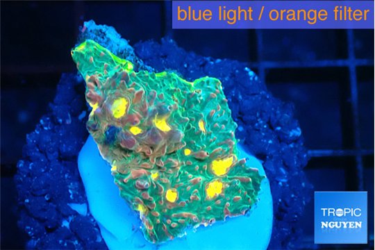 Echinophyllia rainbow premium 2-3 cm WYSIWYG acclimaté