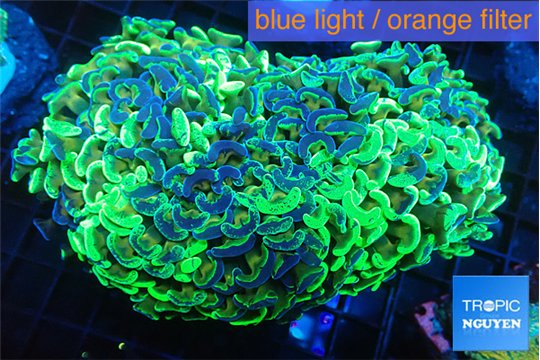 Euphyllia paraancora rverse purple green 7-12 cm WYSIWYG acclimaté