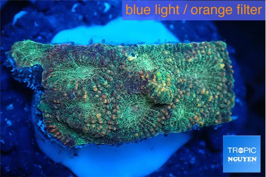 Favia sunset 2-3 cm WYSIWYG acclimaté