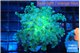 Euphyllia paradivisa green sunset 3-6 cm WYSIWYG acclimaté