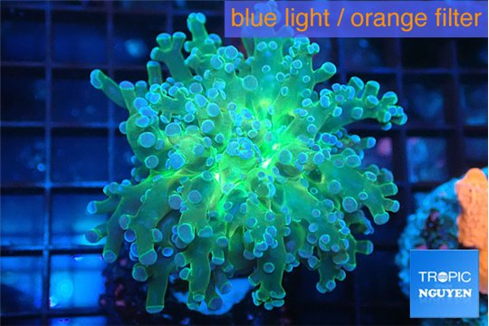 Euphyllia paradivisa green sunset 3-6 cm WYSIWYG acclimaté