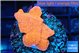 Montipora red cap 2-3 cm WYSIWYG acclimaté