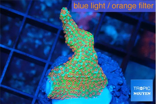 Montipora red fire forest 2-3 cm WYSIWYG acclimaté