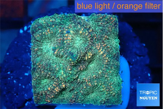 Favia sunset 2-3 cm WYSIWYG acclimaté