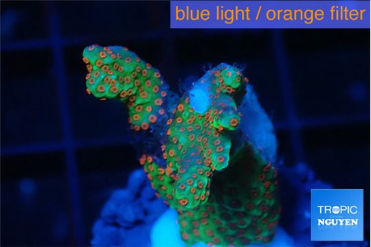 Montipora red fire forest 2-3 cm WYSIWYG acclimaté