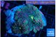 Ricordea yuma purple green 2 polyps WYSIWYG acclimaté