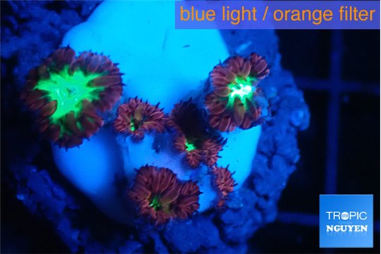 Blastomussa merletti 2-3 cm WYSIWYG acclimaté