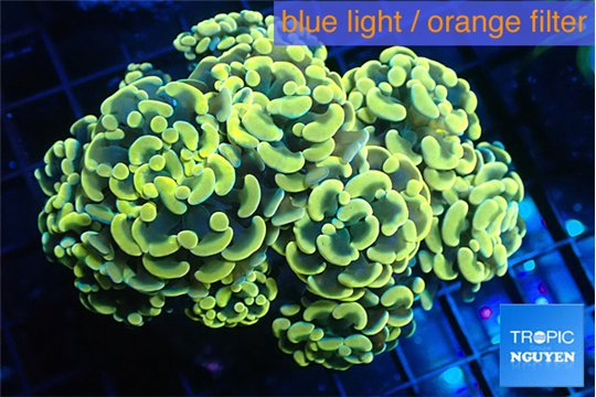 Euphyllia paraancora golden 7-14 cm WYSIWYG acclimaté