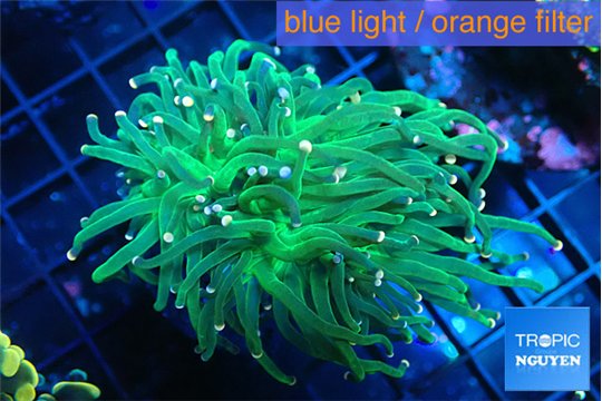 Euphyllia glabrescens green & pink tip 4-6 cm WYSIWYG acclimaté