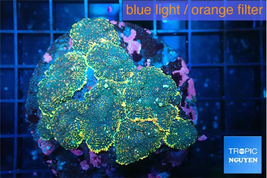 Rhodactis purple gold 8-12 cm WYSIWYG acclimaté