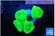 Caulastrea neon green 4 polyps WYSIWYG acclimaté