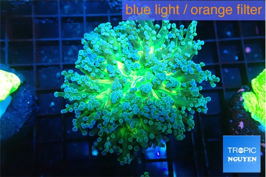 Euphyllia yayaemaensis green 4-7 cm WYSIWYG acclimaté