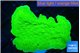 Montipora green cap 3-5 cm WYSIWYG acclimaté