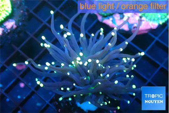 Euphyllia glabrescens joker golden tip 4-6 cm WYSIWYG acclimaté