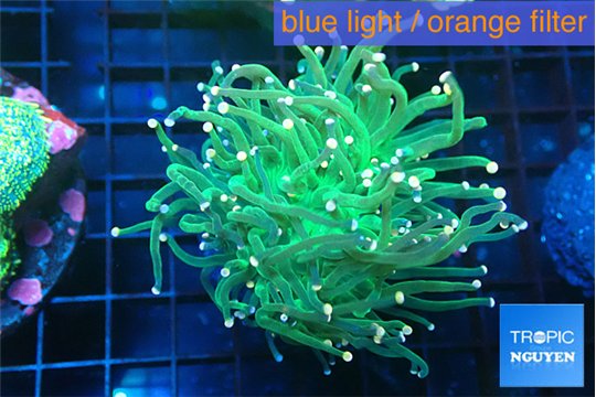 Euphyllia glabrescens green & pink tip 4-6 cm WYSIWYG acclimaté