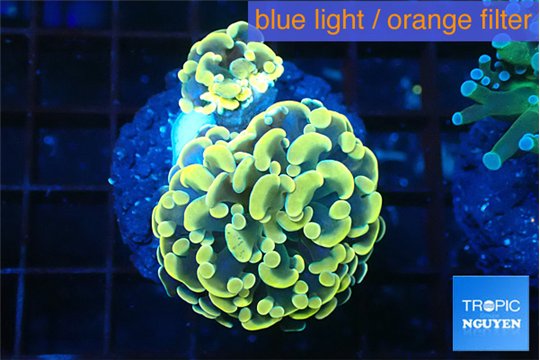 Euphyllia paraancora golden 3-6 cm WYSIWYG acclimaté