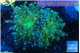 Euphyllia paradivisa green sunset 4-8 cm WYSIWYG acclimaté