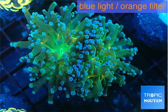 Euphyllia paradivisa green sunset 4-8 cm WYSIWYG acclimaté