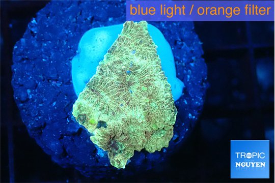 Favia sunset 2-3 cm WYSIWYG acclimaté