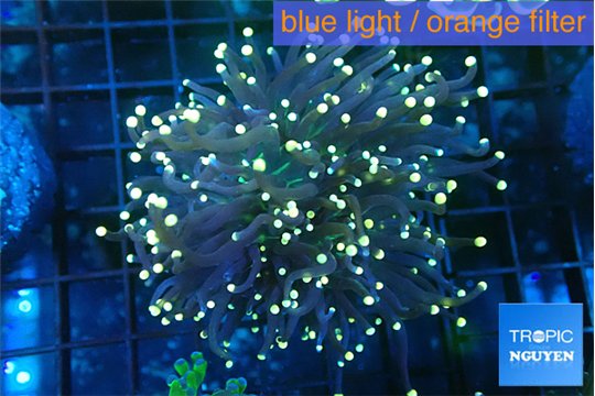 Euphyllia glabrescens joker golden tip 5-8 cm WYSIWYG acclimaté