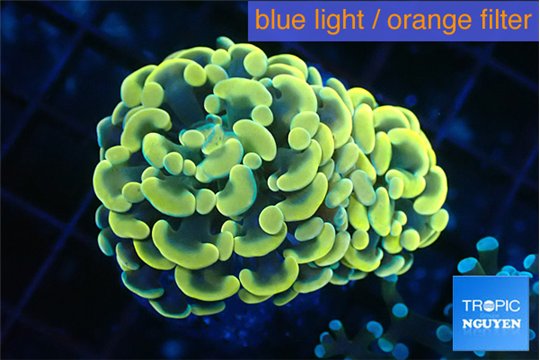 Euphyllia paraancora golden 3-6 cm WYSIWYG acclimaté