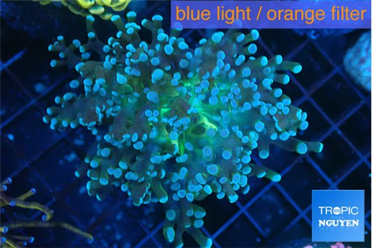 Euphyllia paradivisa green sunset 4-7 cm WYSIWYG acclimaté