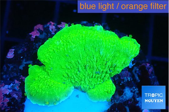Montipora green cap 2-3 cm WYSIWYG acclimaté
