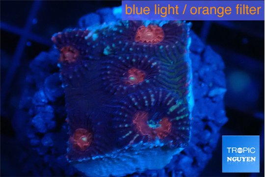 Favia purple monster 2-3 cm WYSIWYG acclimaté