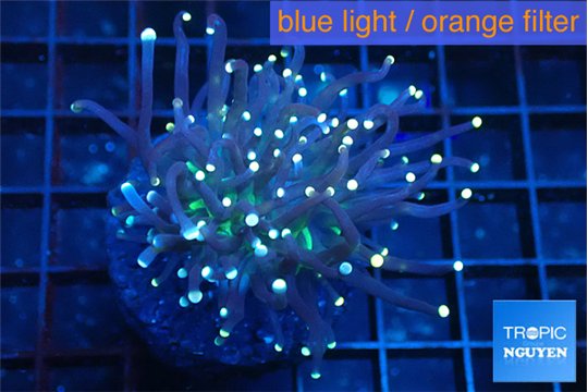 Euphyllia glabrescens joker golden tip 4-6 cm WYSIWYG acclimaté