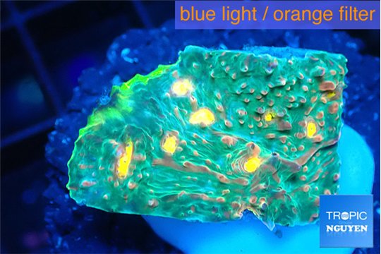 Echinophyllia rainbow premium 2-3 cm WYSIWYG acclimaté