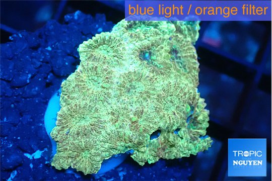 Favia sunset 2-3 cm WYSIWYG acclimaté