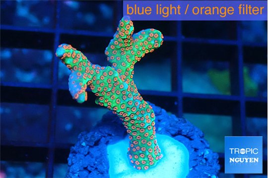 Montipora red fire forest 2-4 cm WYSIWYG acclimaté